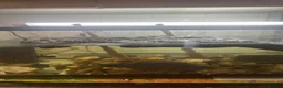 Turtle reptiles for sale: Common musk turtle  in Braintree - Advert 2