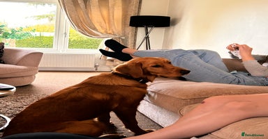 Golden Retriever dogs - Advert 15