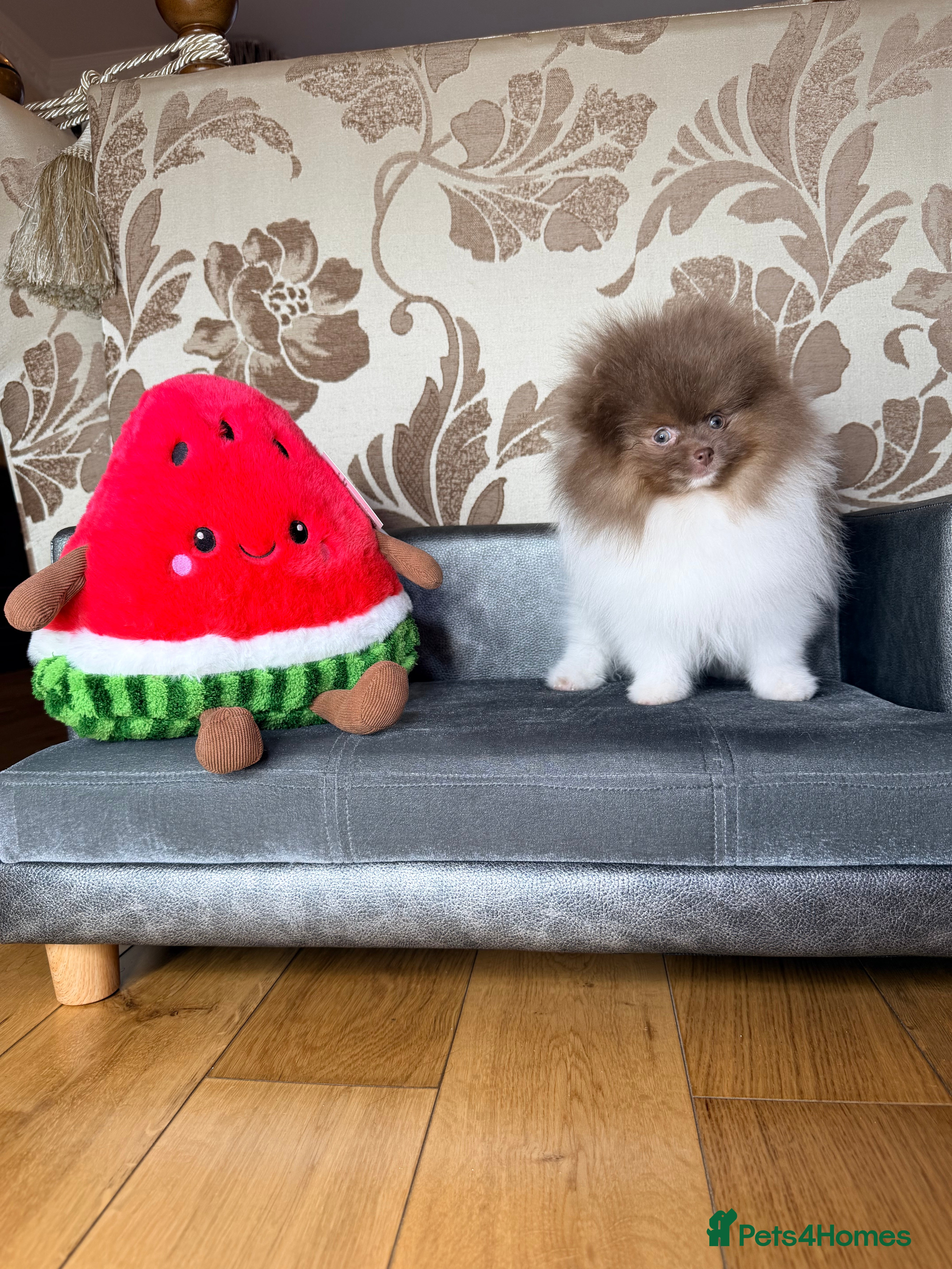 Pomeranian dogs Party - Lilac (chocolate) Boy and girls - Advert 1