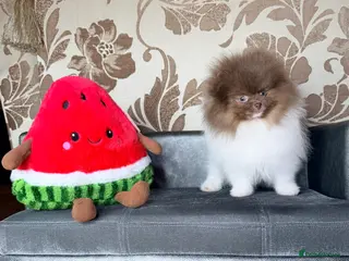 Pomeranian dogs Party - Lilac (chocolate) Boy and girls - Advert 1