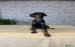 Dobermann dogs for sale: Dobermann puppies Champion bloodline, kc reg - Image 13