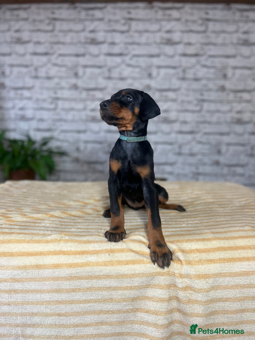 Dobermann dogs for sale: Dobermann puppies Champion bloodline, kc reg - Image 13
