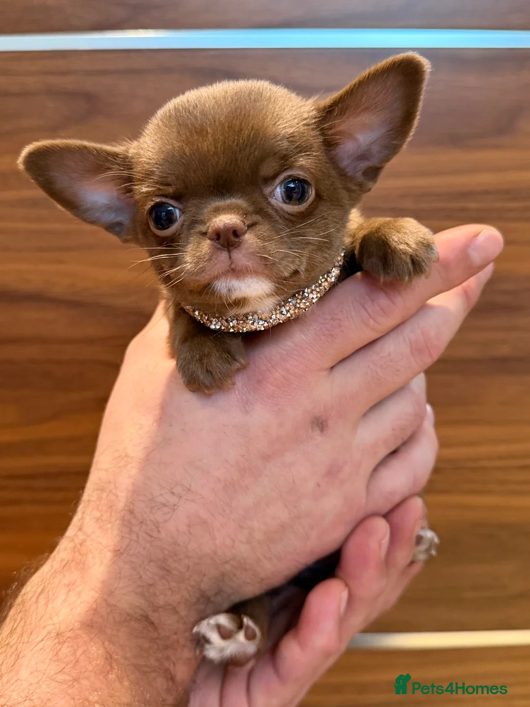 Chihuahua dogs for sale: Chihuahua girls  - Advert 12