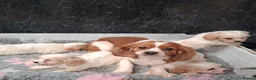 Cavapoo dogs for sale: Beautiful Cavapoo's for sale - Advert 2