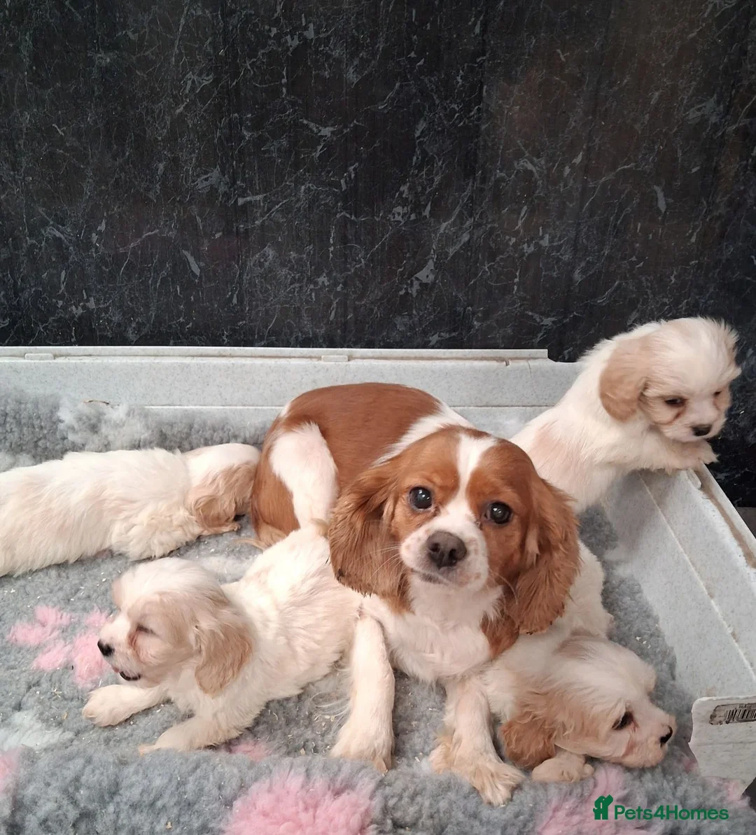 Cavapoo dogs for sale: Beautiful Cavapoo's for sale - Advert 2