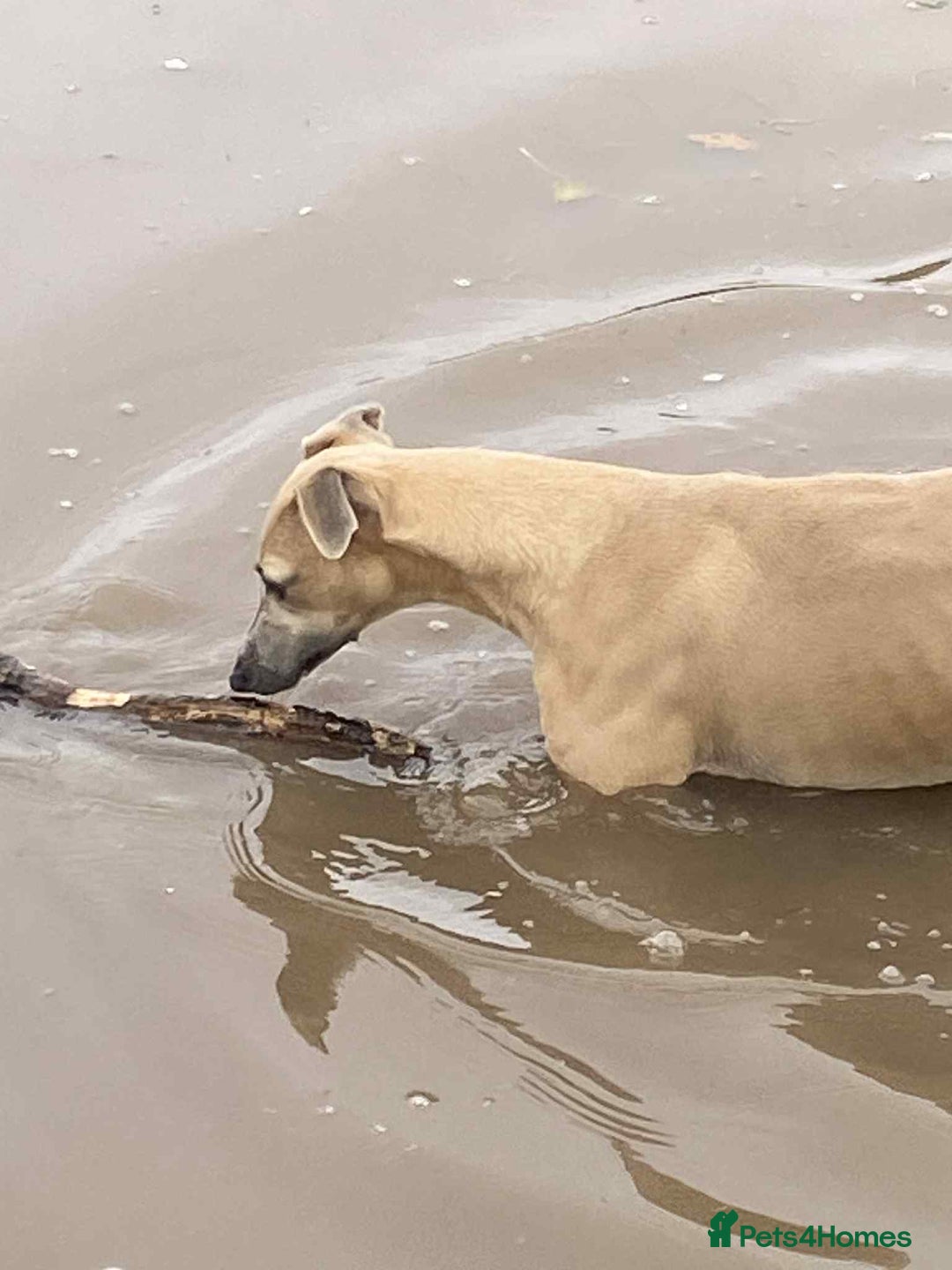 Whippet dogs for sale: 4 beautiful whippet puppies - Advert 24