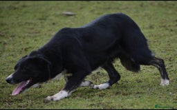 Border Collie dogs for sale: ISDS Registered Male puppies  - Image 6
