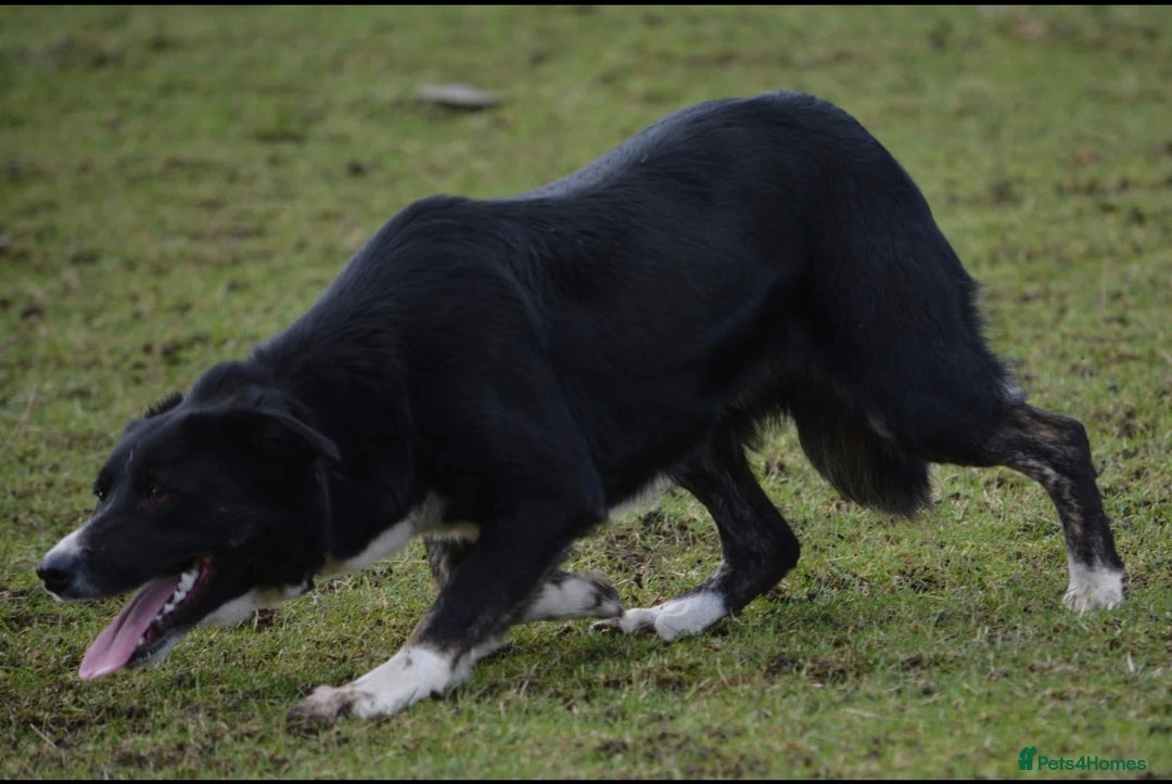 Border Collie dogs for sale: ISDS Registered Male puppies  - Image 6