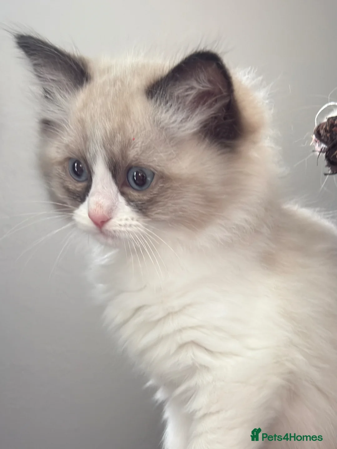 Ragdoll cats for sale: Ragdoll - Advert 2