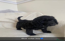 Cockapoo dogs for sale: 5 gorgeous cockapoo pups for sale  - Image 10