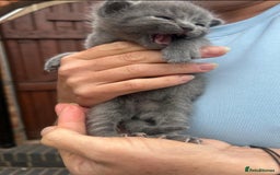 Mixed Breed cats for sale: 3 kittens mixed breed, 2 blue and one blue/white - Image 3
