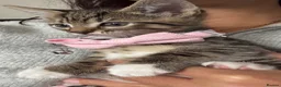 Mixed Breed cats for sale: 5 beautiful tabby kittens  - Advert 2