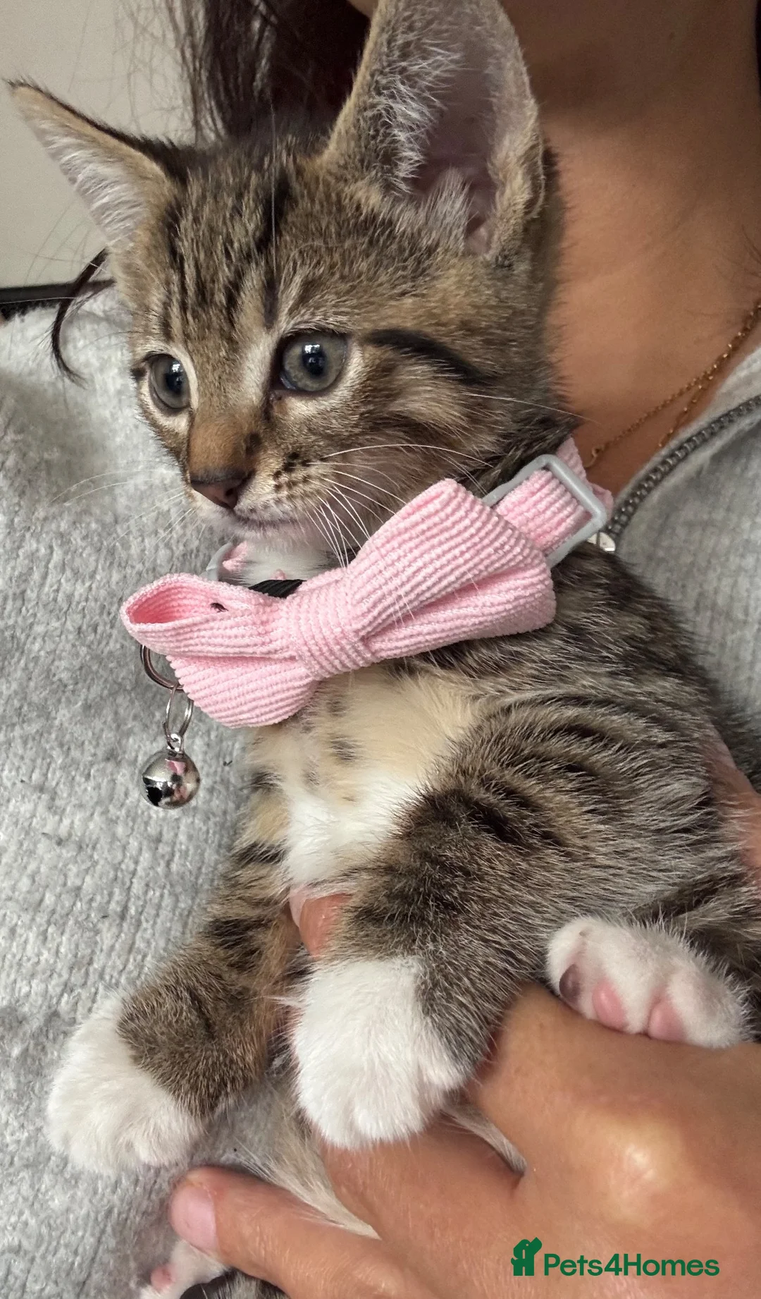 Mixed Breed cats for sale: 5 beautiful tabby kittens  - Advert 2