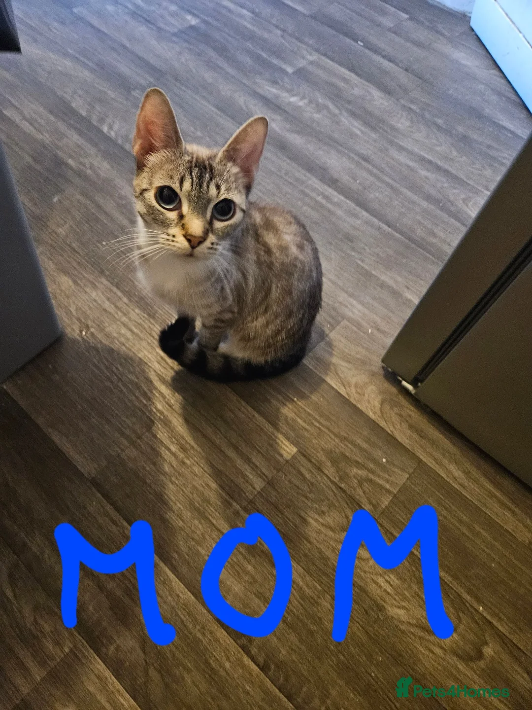 Mixed Breed cats for sale: ❤️Stunning mixed siamese kittens 😸  - Advert 1