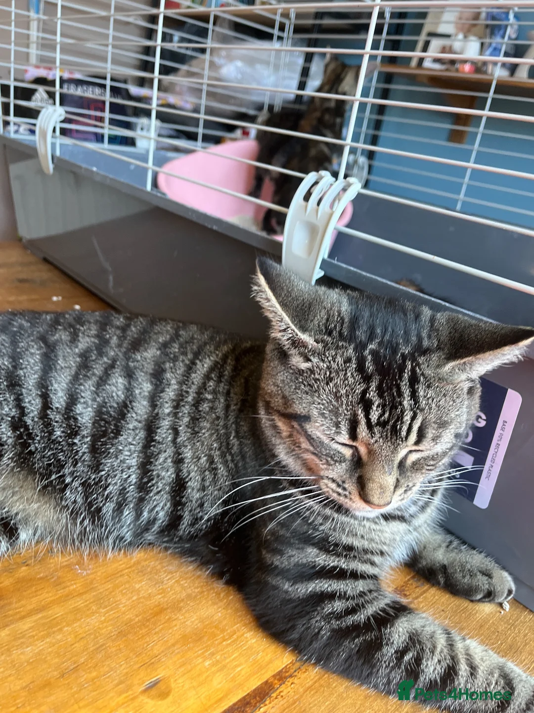 Mixed Breed cats for sale: Kittens  - Advert 9
