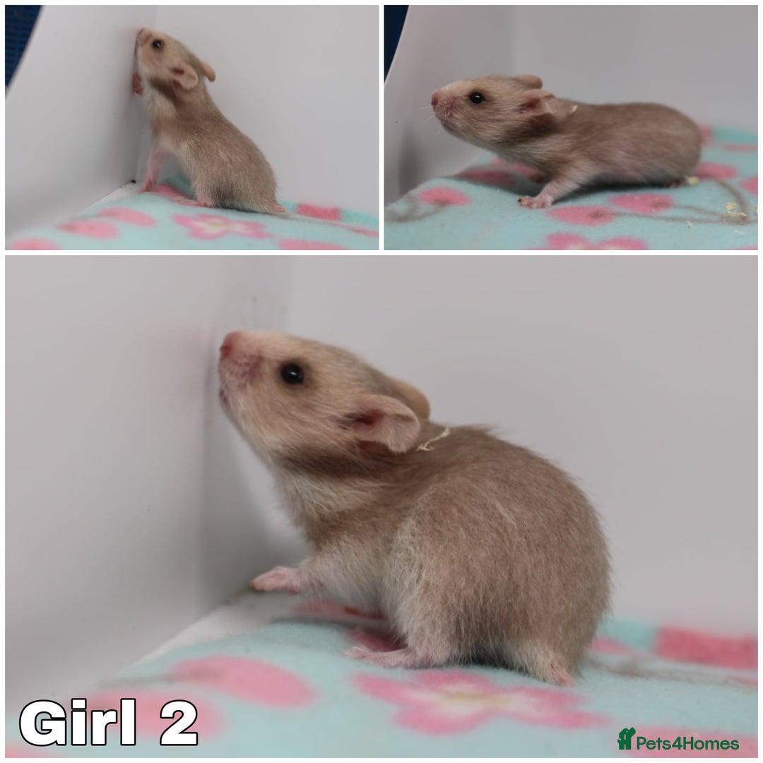 Hamster rodents for sale: Beautiful Syrian hamsters ready to reserve - Advert 2