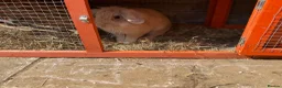 Lionhead rabbits for sale: Female bunny  - Advert 2