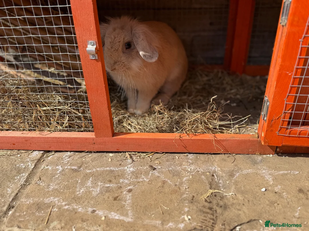 Lionhead rabbits for sale: Female bunny  - Advert 2