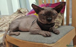 Sphynx cats for sale: Sphynx Bambino for sale with blue eyes  - Image 4