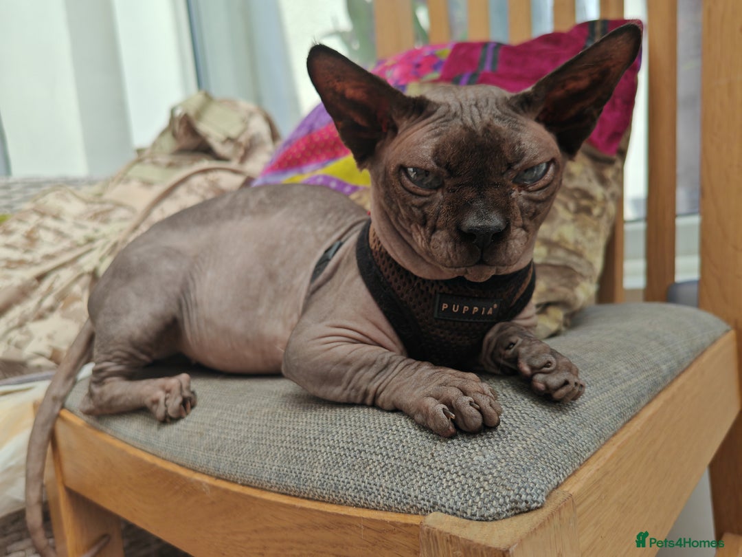 Sphynx cats for sale: Sphynx Bambino for sale with blue eyes  - Image 4