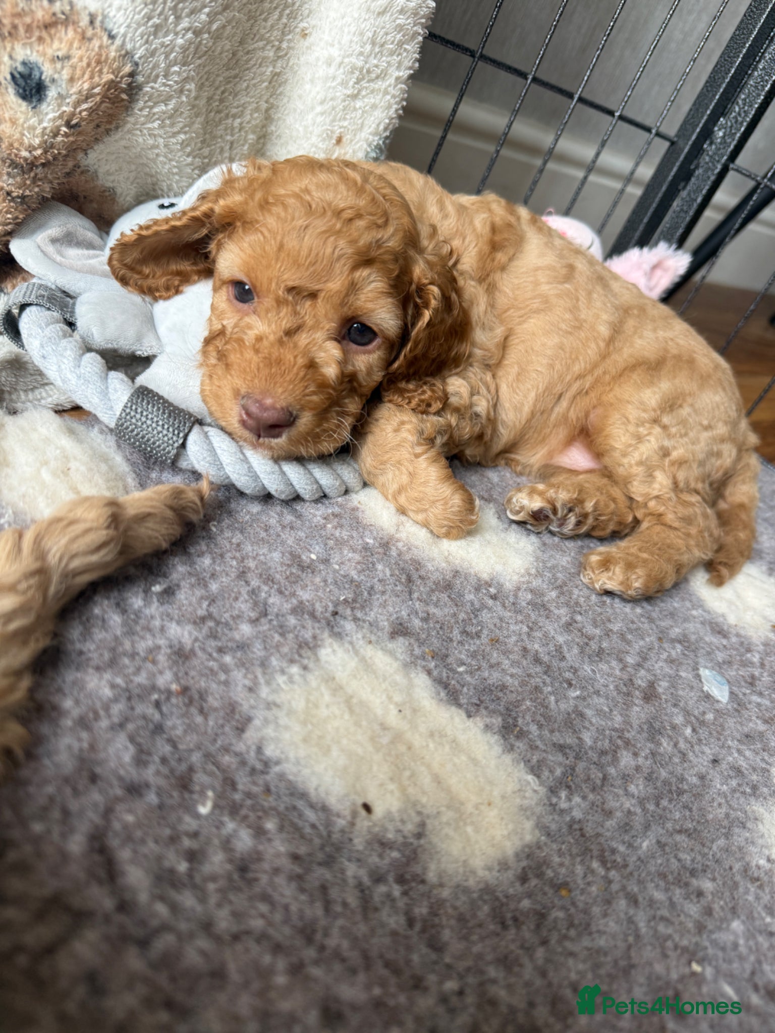Cockapoo dogs F2 Cockapoo Puppies- Looking for Forever Homes! 🐾 - Advert 2