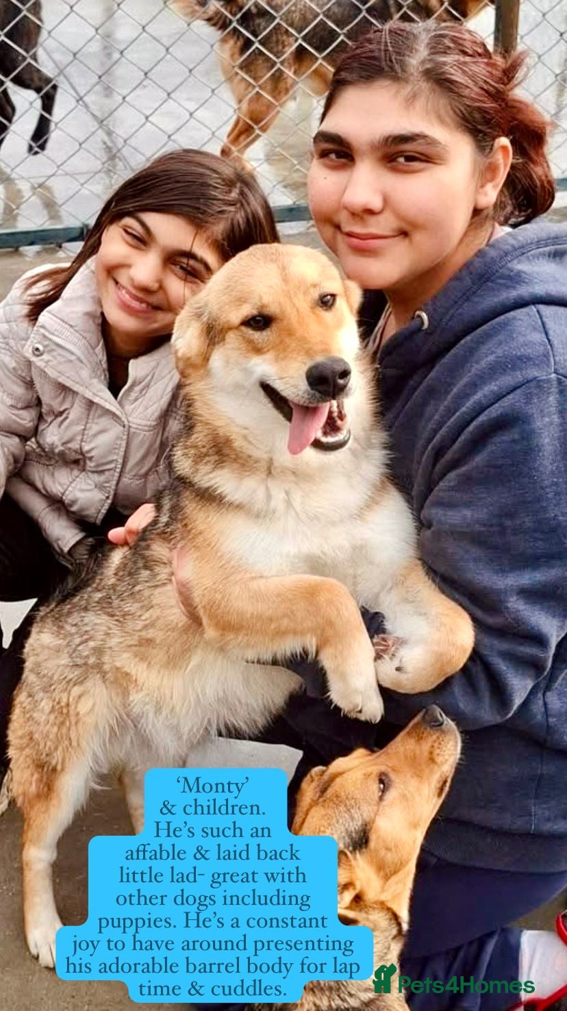 Mixed Breed dogs Monty, 1 yr approx. Available for adoption. - Advert 1