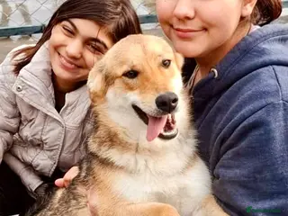 Mixed Breed dogs Monty, 1 yr approx. Available for adoption. - Advert 1