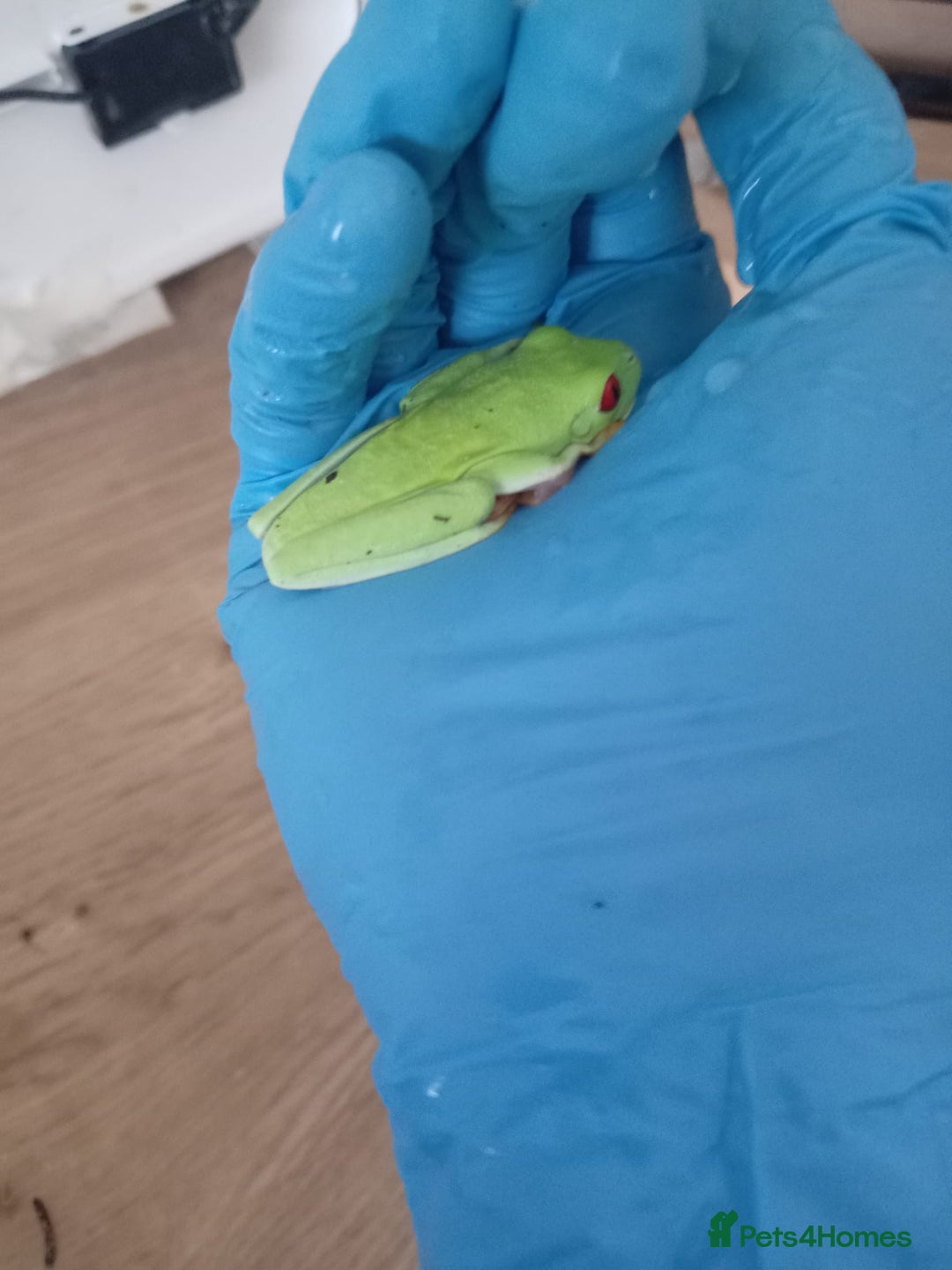 Frog reptiles for sale: Two baby red eye tree frogs - Image 1