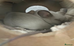 Mouse rodents for sale: 2 female Siamese fancy mice  - Image 2