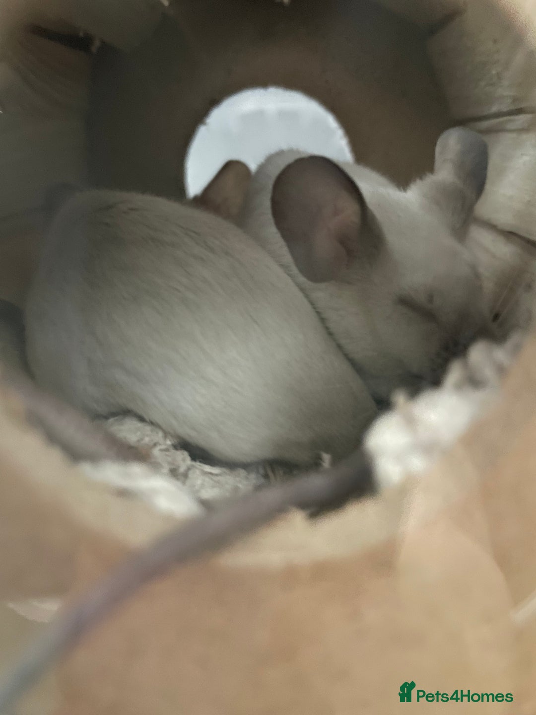Mouse rodents for sale: 2 female Siamese fancy mice  - Image 2