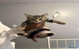 Ragdoll cats for sale: Ragdoll x bengal //// bengal x tabby - Image 23