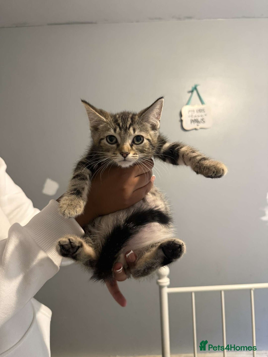 Ragdoll cats for sale: Ragdoll x bengal //// bengal x tabby - Image 23