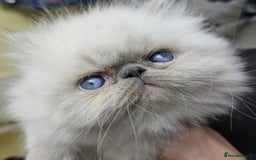 Persian cats for stud: GCCF REGISTERED PERSIAN STUD CHAMPION LINES PROVEN in London - Image 12