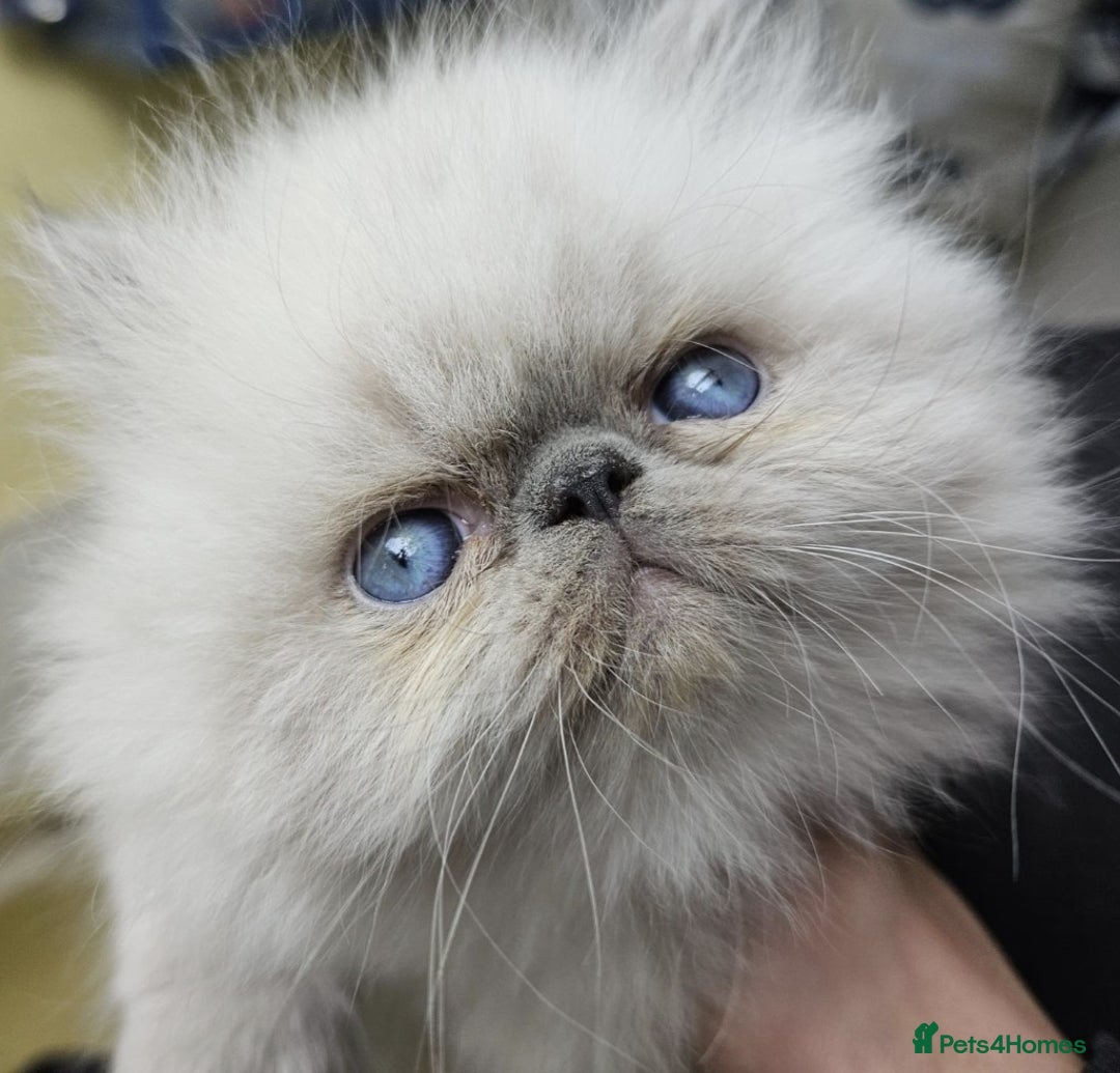 Persian cats for stud: GCCF REGISTERED PERSIAN STUD CHAMPION LINES PROVEN in London - Image 12