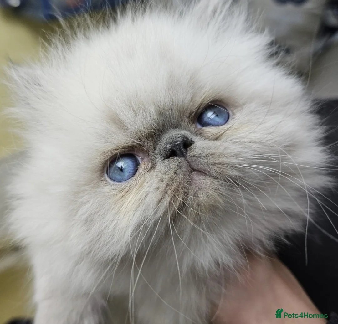 Persian cats for stud: GCCF REGISTERED PERSIAN STUD CHAMPION LINES PROVEN in London - Advert 19