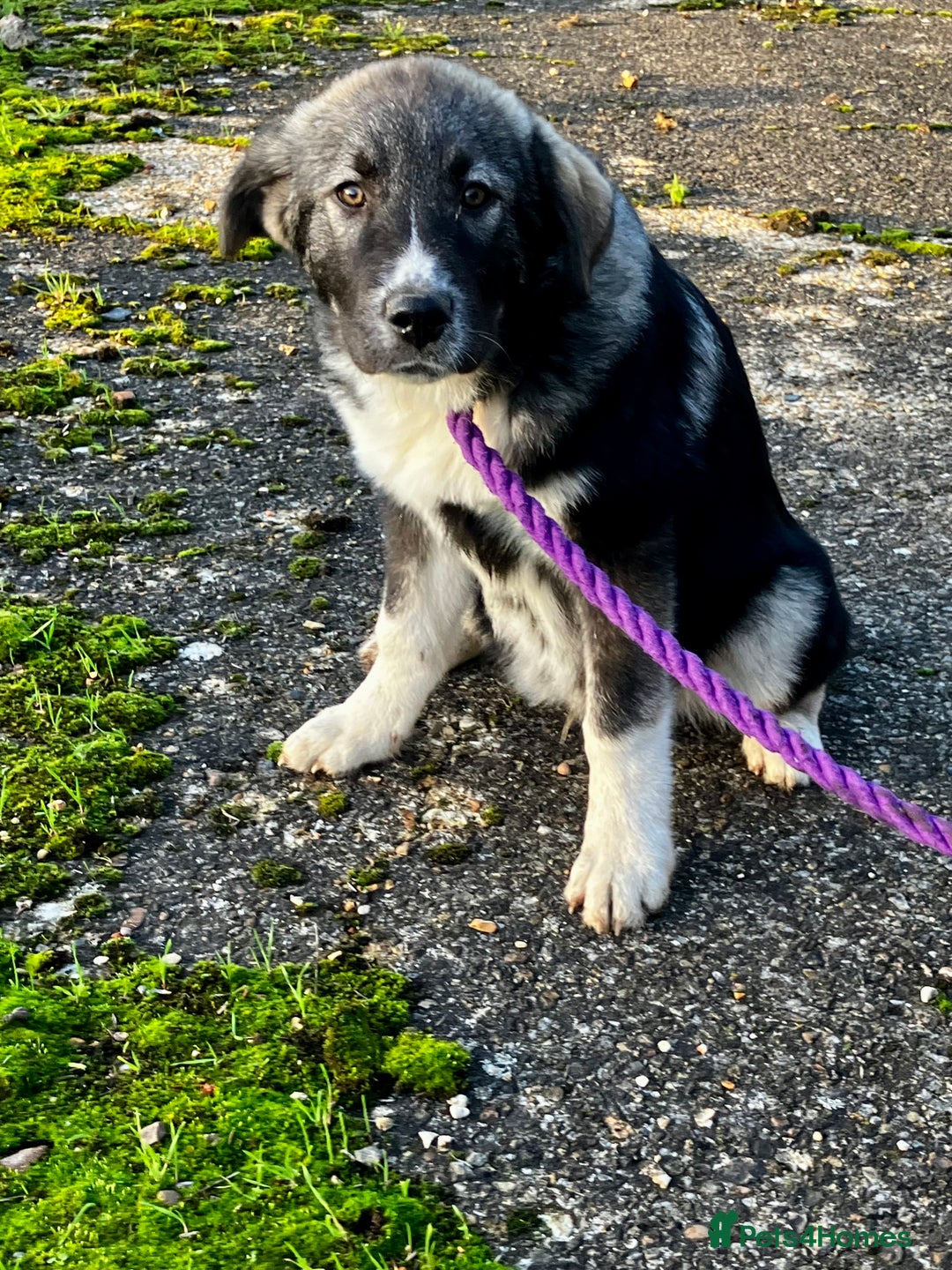 Mixed Breed dogs for sale: READY NOW! Pure Husky x Caucasian Shepherd - Advert 17