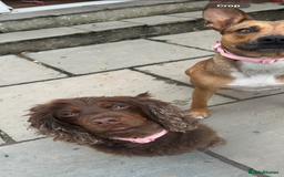 Cocker Spaniel dogs for stud: Working cocker spaniel (tan and brown)  - Image 6