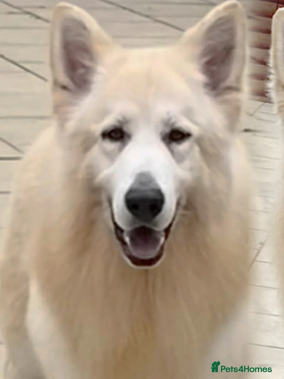 German Shepherd dogs for stud: KC Reg Basil At Stud Fully Health Tested  in Wisbech - Advert 4