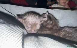 British Shorthair cats for sale: Kittens  - Advert 13