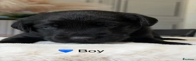 Labrador Retriever 2
