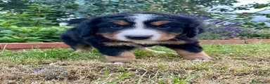 Bernese Mountain Dog 5