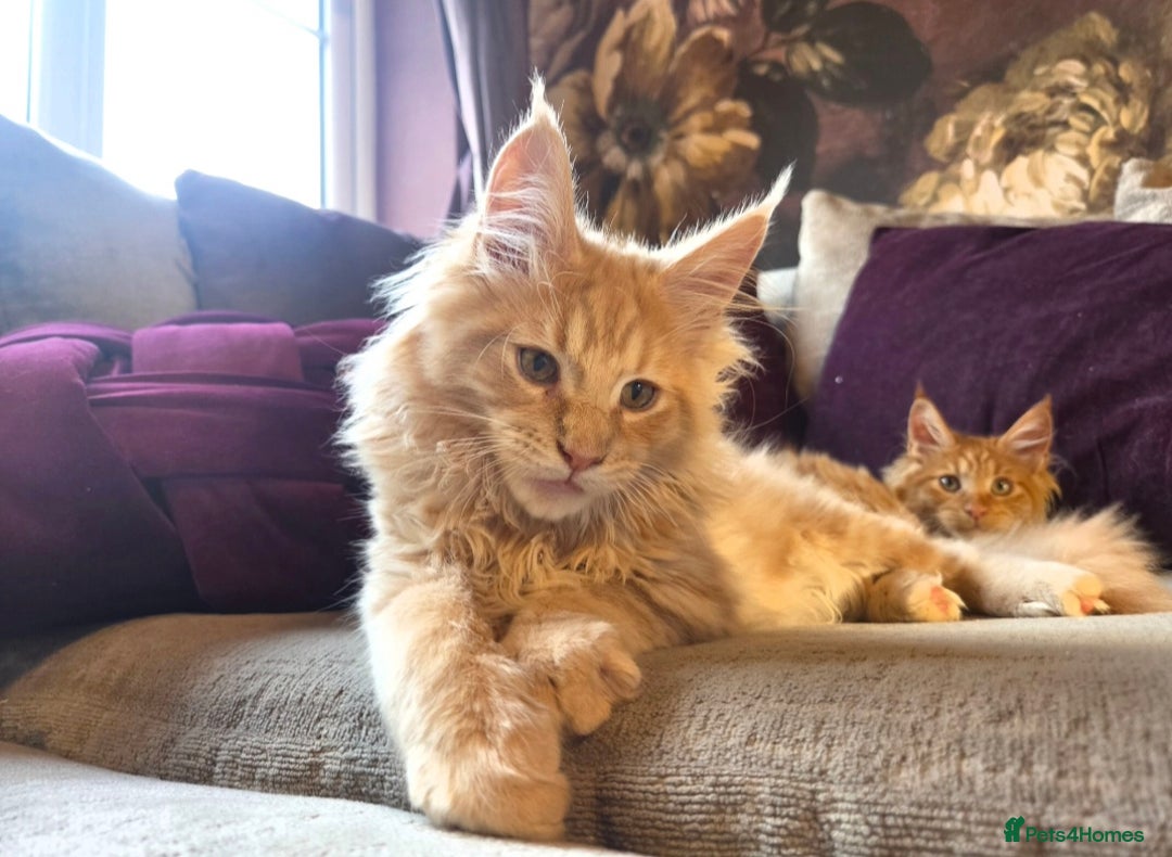Maine Coon cats for sale: TiCA reg/Parents Fully Health Tested - Advert 26