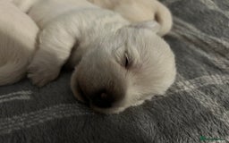 West Highland Terrier dogs for sale: Gorgeous West Highland White (Westie) Puppies - Image 34