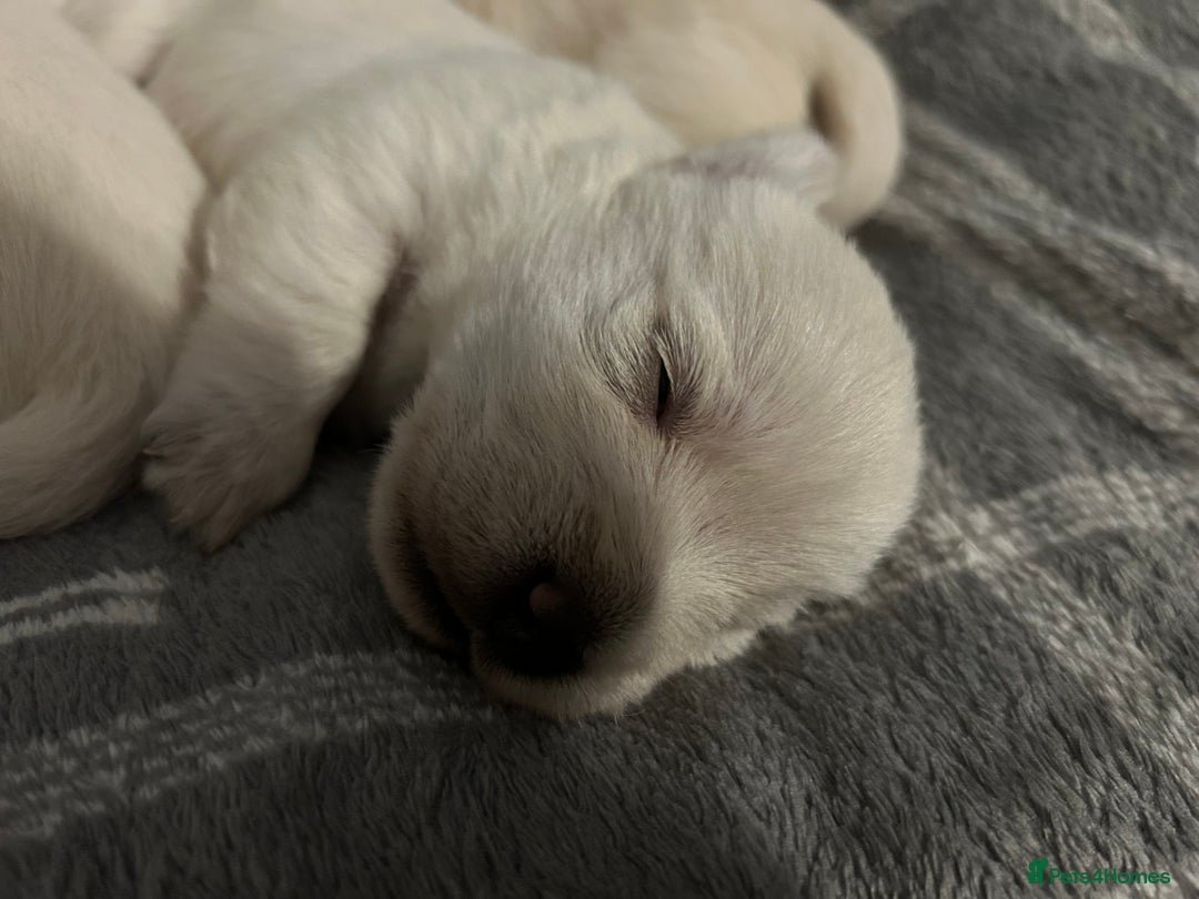 West Highland Terrier dogs for sale: Gorgeous West Highland White (Westie) Puppies - Image 34