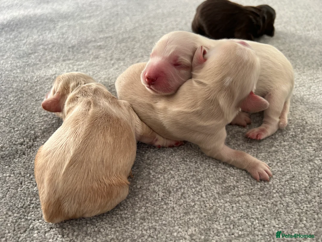 Cocker Spaniel dogs for stud: Fully health tested blue roan cocker in Preston - Advert 7