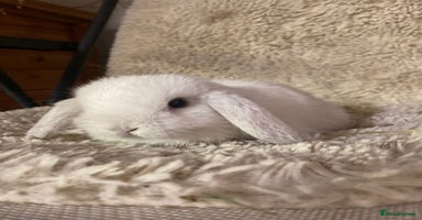 Mini Lop rabbits - Advert 6