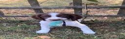 English Springer Spaniel dogs for sale: Kc registered English springer spaniel pups - Advert 4