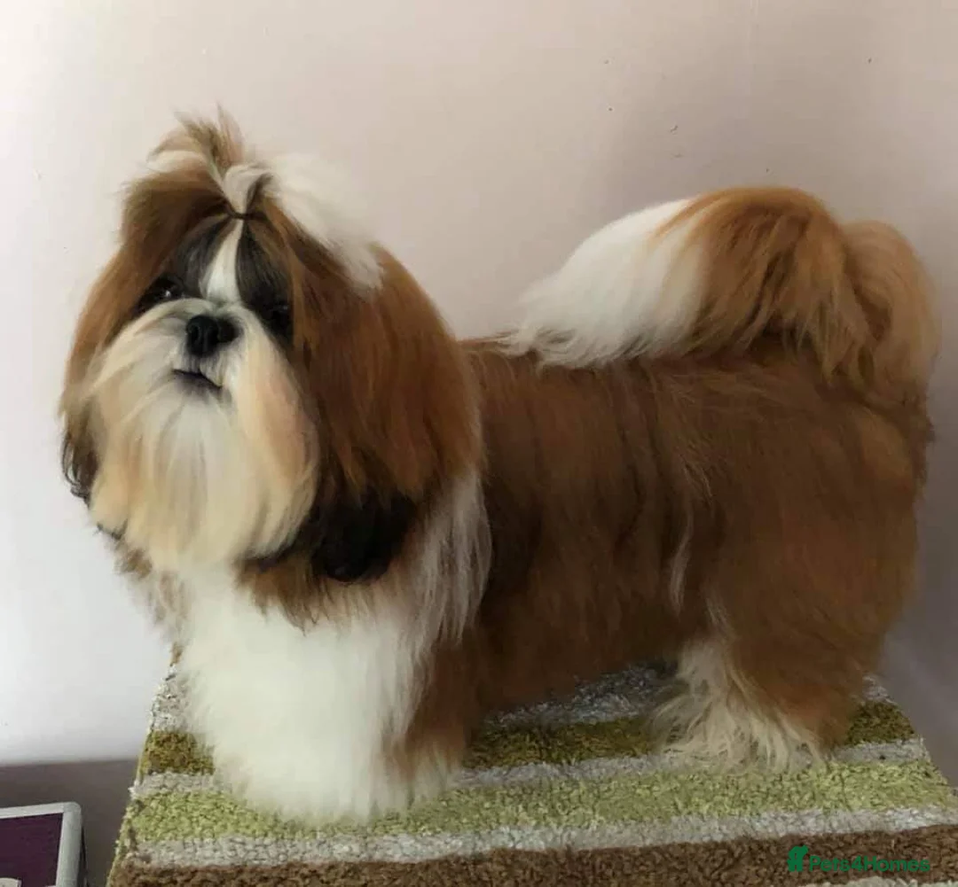 Shih Tzu dogs for sale: Beautiful Boy's From Show Lines  - Advert 5