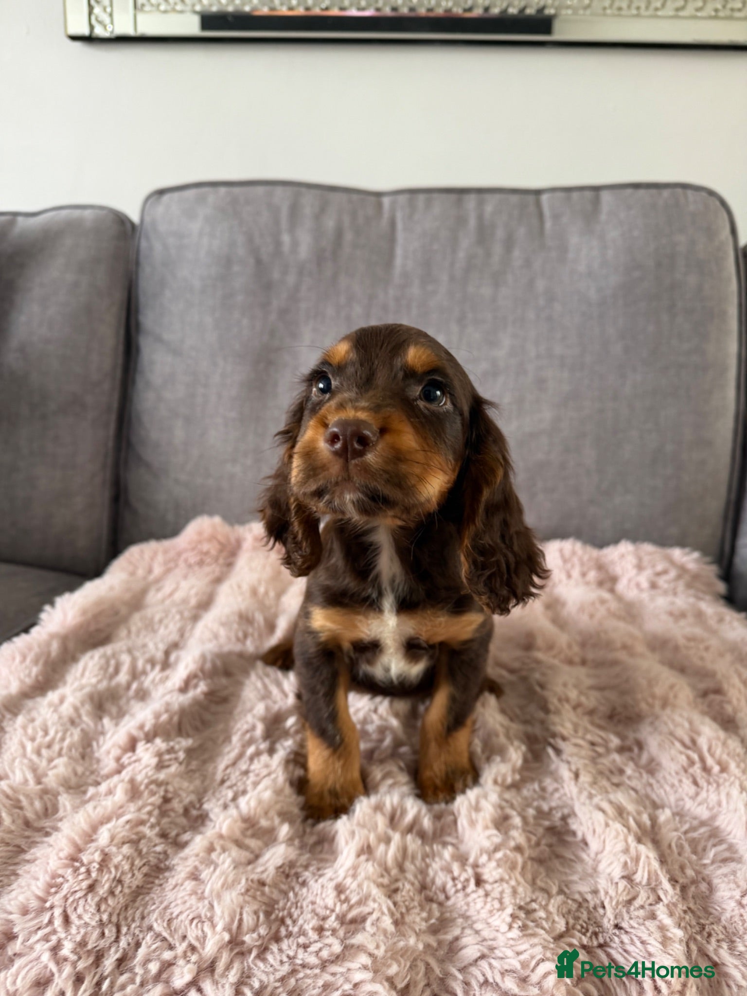 Cocker Spaniel dogs BEAUTIFUL CHOC AND TAN COCKER PUPS READY NOW!  - Advert 4