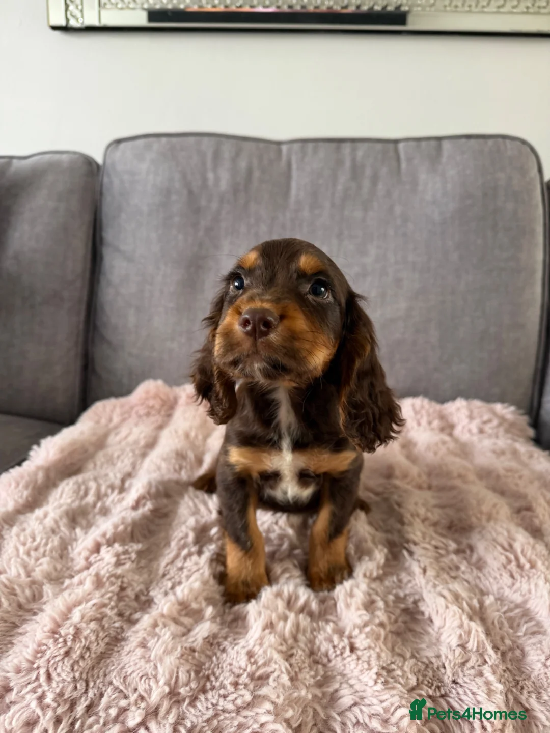 Cocker Spaniel dogs for sale: BEAUTIFUL CHOC AND TAN COCKER PUPS READY NOW!  - Advert 1